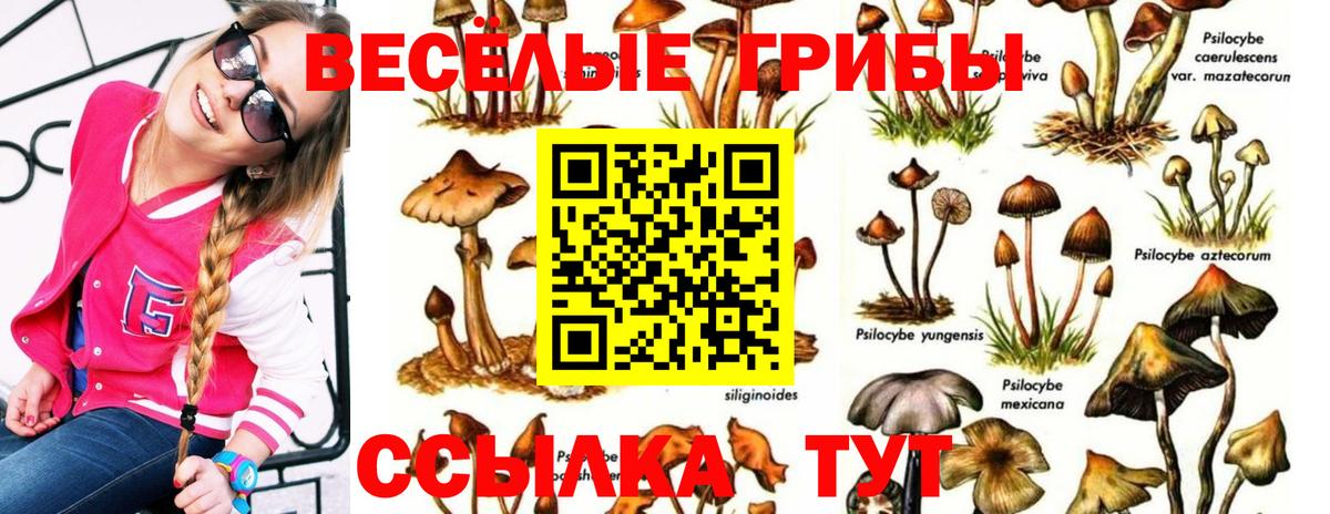 Псилоцибиновые грибы Psilocybe  Вход с VPN  Мыски 